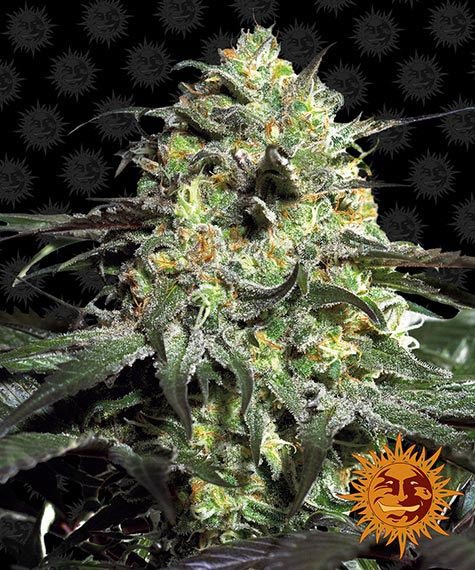 PEYOTE COOKIES FEM – Barney’s Farm - immagine 2