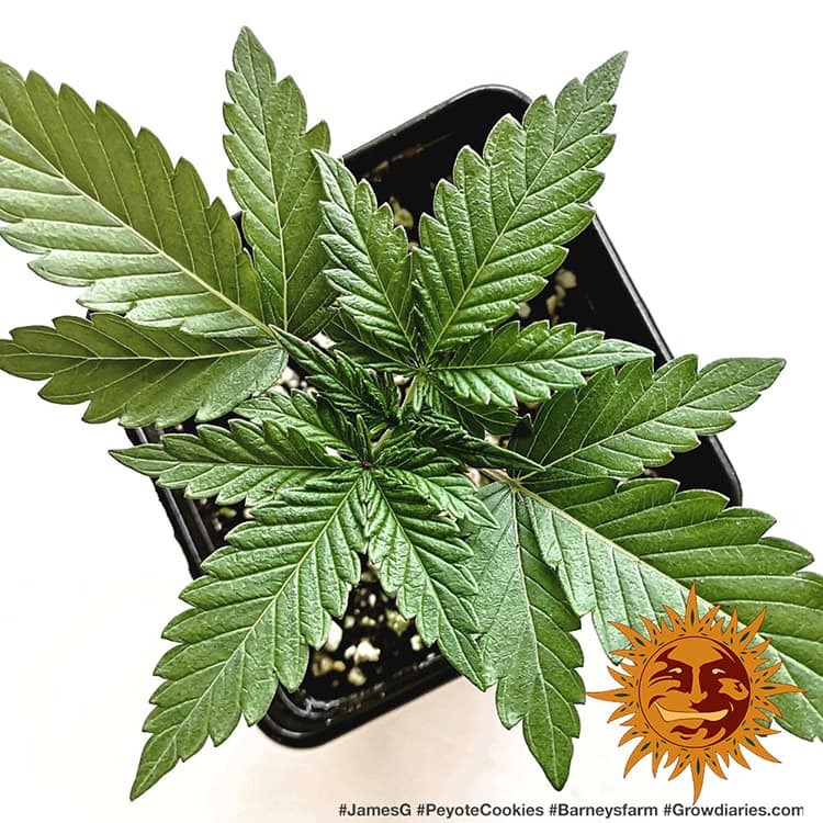 PEYOTE COOKIES FEM – Barney’s Farm - immagine 4