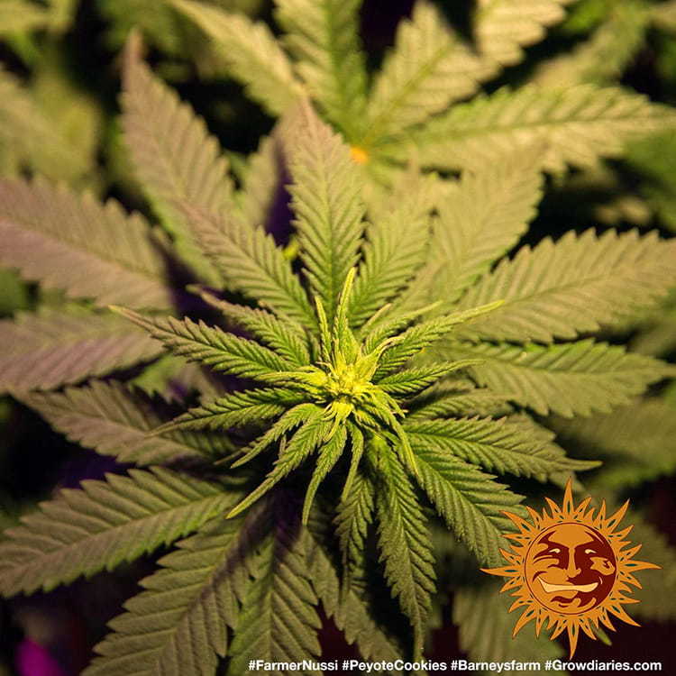 PEYOTE COOKIES FEM – Barney’s Farm - immagine 5