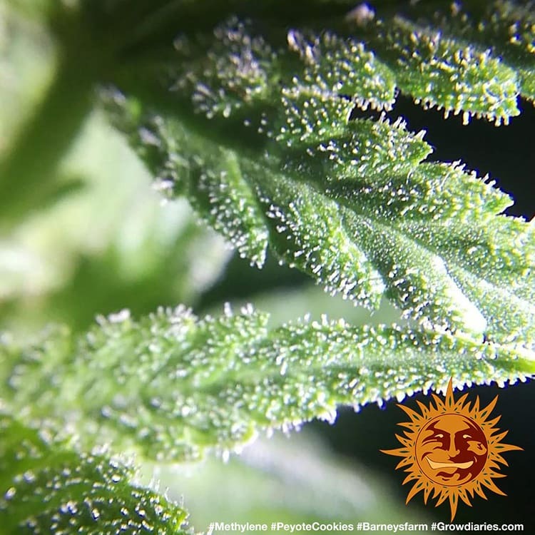 PEYOTE COOKIES FEM – Barney’s Farm - immagine 6