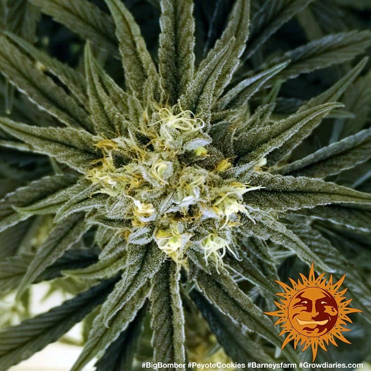 PEYOTE COOKIES FEM – Barney’s Farm - immagine 7
