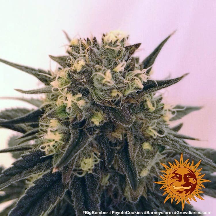 PEYOTE COOKIES FEM – Barney’s Farm - immagine 9