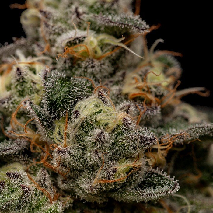 ZOMBIE BRIDE (FEM) – Ripper Seeds - immagine 3