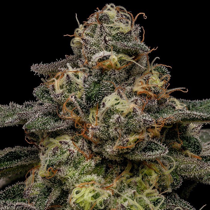 ZOMBIE BRIDE (FEM) – Ripper Seeds - immagine 2