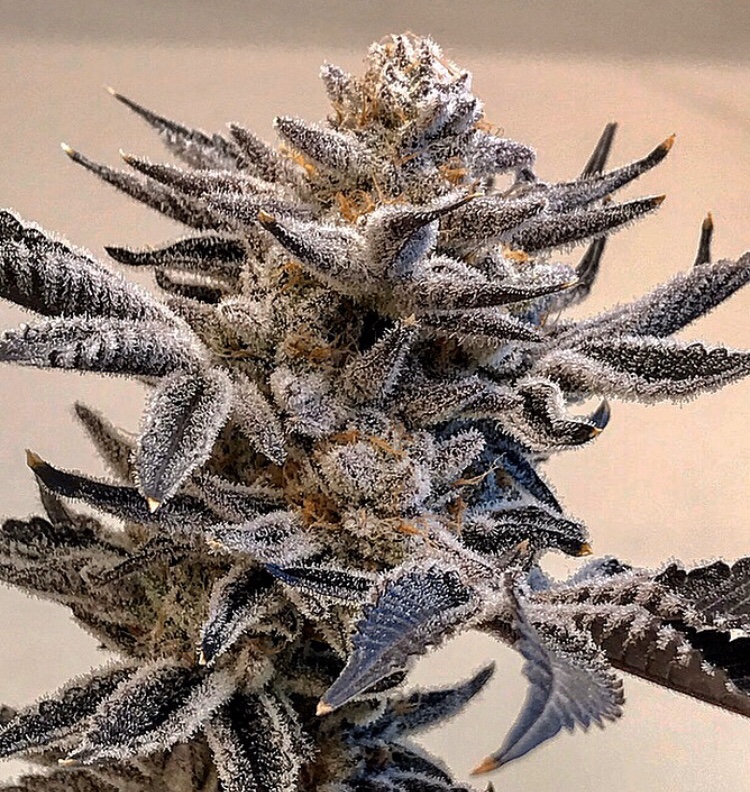 ANIMAL MINTS Bx1 (REG / 10 SEMI) – Seed Junky Genetics - immagine 2