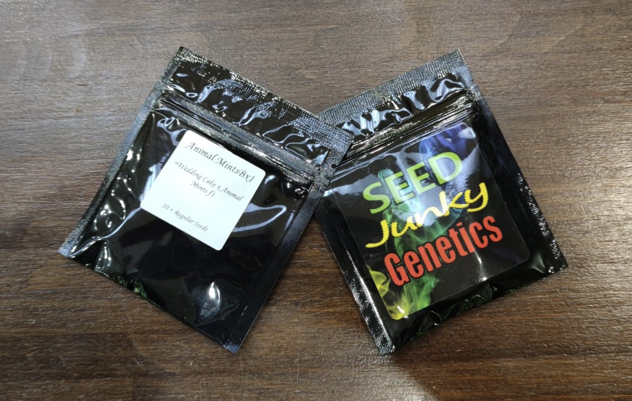 ANIMAL MINTS Bx1 (REG / 10 SEMI) – Seed Junky Genetics - immagine 3